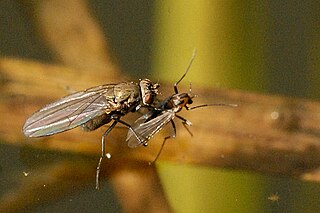 <i>Notiphila riparia</i> Species of fly