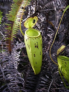 <i>Nepenthes <span style="font-style:normal;">×</span> trichocarpa</i> Species of pitcher plant from Southeast Asia