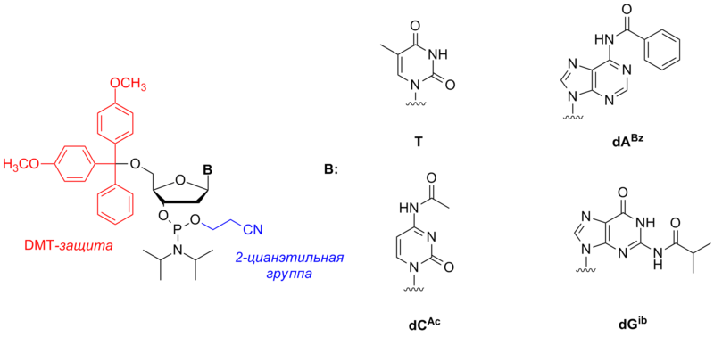 Файл:Nucleoside phosphoramidites.png