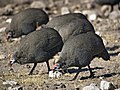 دجاج حبشي على شكل الخوذة في ناميبيا