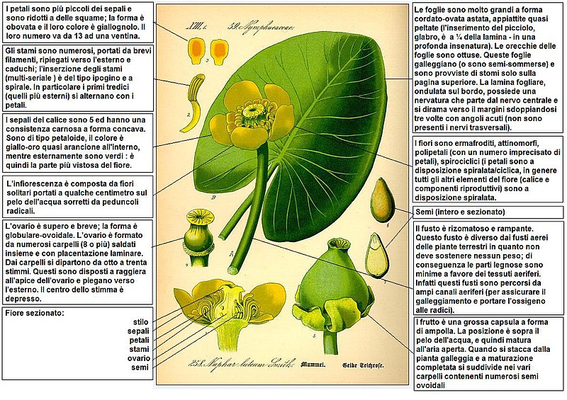 File:Nuphar lutea Thome DESC.JPG