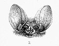 Thumbnail for Southeastern long-eared bat