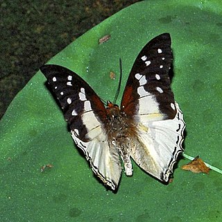 <i>Charaxes hadrianus</i> Species of butterfly