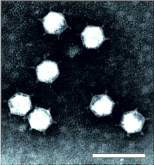 OSD.Finnlake.Fig1 v2 WEB-Finnlakeviridae (B) .png