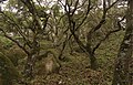 Oak forest understory habitat of Illacme plenipes - ZooKeys-241-077-g011-bottom.jpg