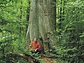 File:Oak in Bialowieza1('Tsar' Oak).jpg