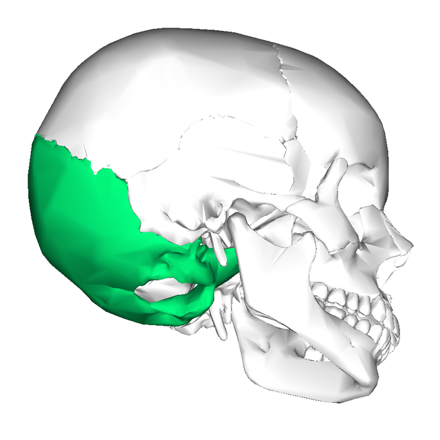 occipital bone landmarks