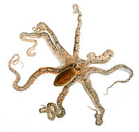 Kolkrabbi af tegundinni Octopus defilippi