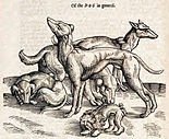 Woodcut illustration of dogs, 1658 Ofthedogingeneral.jpg