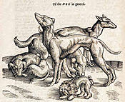 Lesorez iz The history of four-footed beasts and serpents, avtor Edward Topsell, 1658