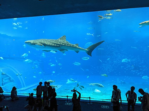 Okinawa Churaumi Aquarium 2