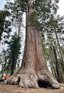 Oklahoma Tree, Kings Canyon National Park - June 2022 01.jpg