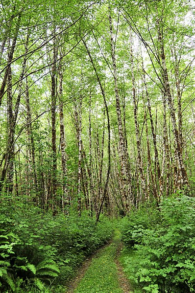 File:Old logging road through the Hoh Rainforest (21009157304).jpg