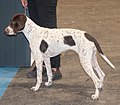 Old Danish Pointer