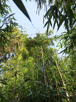 <i>Oligostachyum</i> Genus of grasses