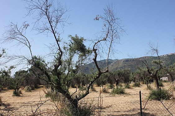 Olive Trees in Latina