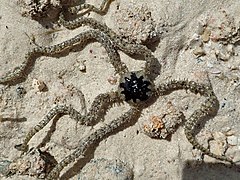 File:Ophiomastix elegans - Coconut Beach 01.jpeg (Category:Echinoderms of Queensland)