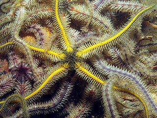 <span class="mw-page-title-main">Ophiothrix</span> Genus of brittle stars