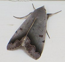 Ophiusa dianaris 15443873.jpg