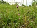 Ophrys holosericea France - Stattmatten