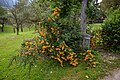 Orange Berries (15838719236) (2).jpg