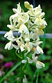 Orchis provincialis Bosco della Ficuzza - Sicily