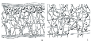 Resultado de imagen para Cuerpos fructÃ­feros fÃºngicos en la superficie del liquen Cladonia pyxidata