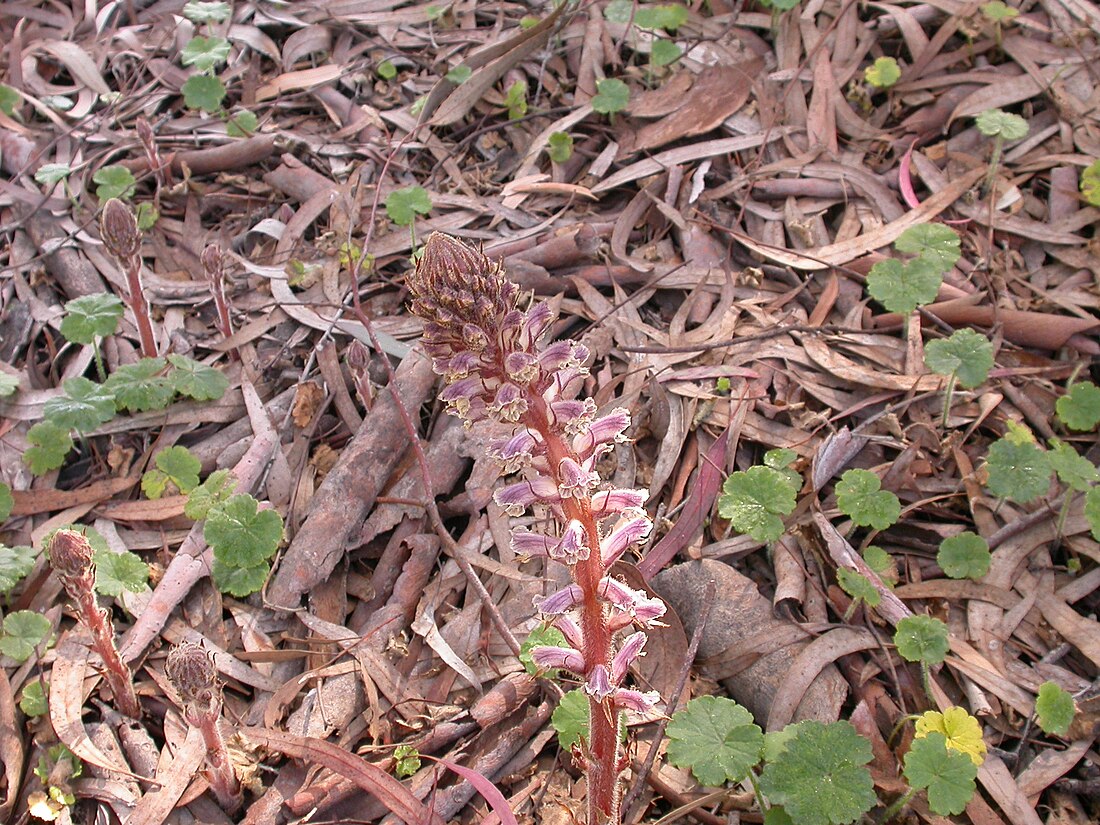 Orobanche minor