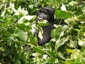 Oruzogo Mountain Gorilla (6734897711).jpg