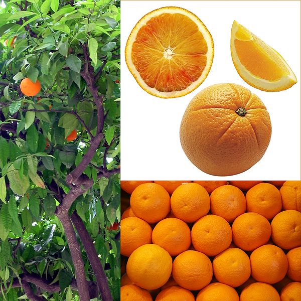 Owoce Pomarańcza.jpg