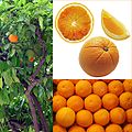 Owoce Pomarańcza.jpg