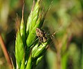 * Nomination: Oxyopes heterophthalmus in Valdebebas-Felipe VI Forest Park (Madrid, Spain). --Balles2601 08:23, 14 October 2022 (UTC) * Review not very sharp --Charlesjsharp 08:49, 14 October 2022 (UTC)