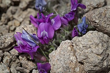 Oxytropis nigrescens