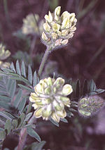 Oxytropis pilosa eF.jpg