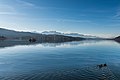 English: Anas platyrhynchos swimming on Lake Woerth Deutsch: Schwimmendes Stockentenpaar auf dem Wörther See