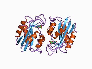 PDB 1cbk EBI.jpg