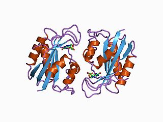 2-amino-4-hydroxy-6-hydroxymethyldihydropteridine diphosphokinase Catalysis of the reaction: 2-amino-4-hydroxy-6-hydroxymethyl-7,8-dihydropteridine + ATP = (2-amino-4-hydroxy-7,8-dihydropteridin-6-yl)methyl diphosphate + AMP + 2 H(+).