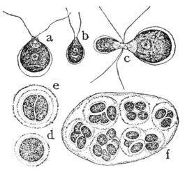 PSM V60 D075 Stages in the life history of chlamydomonas.png