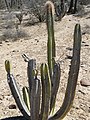 Lophocereus schottii