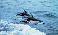 Pacific white-sided dolphins porpoising. PacificWhiteSidedDolphine.jpg