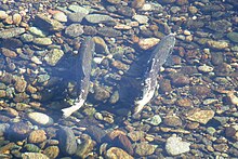 A pair of Chinook salmon in the Stanislaus River