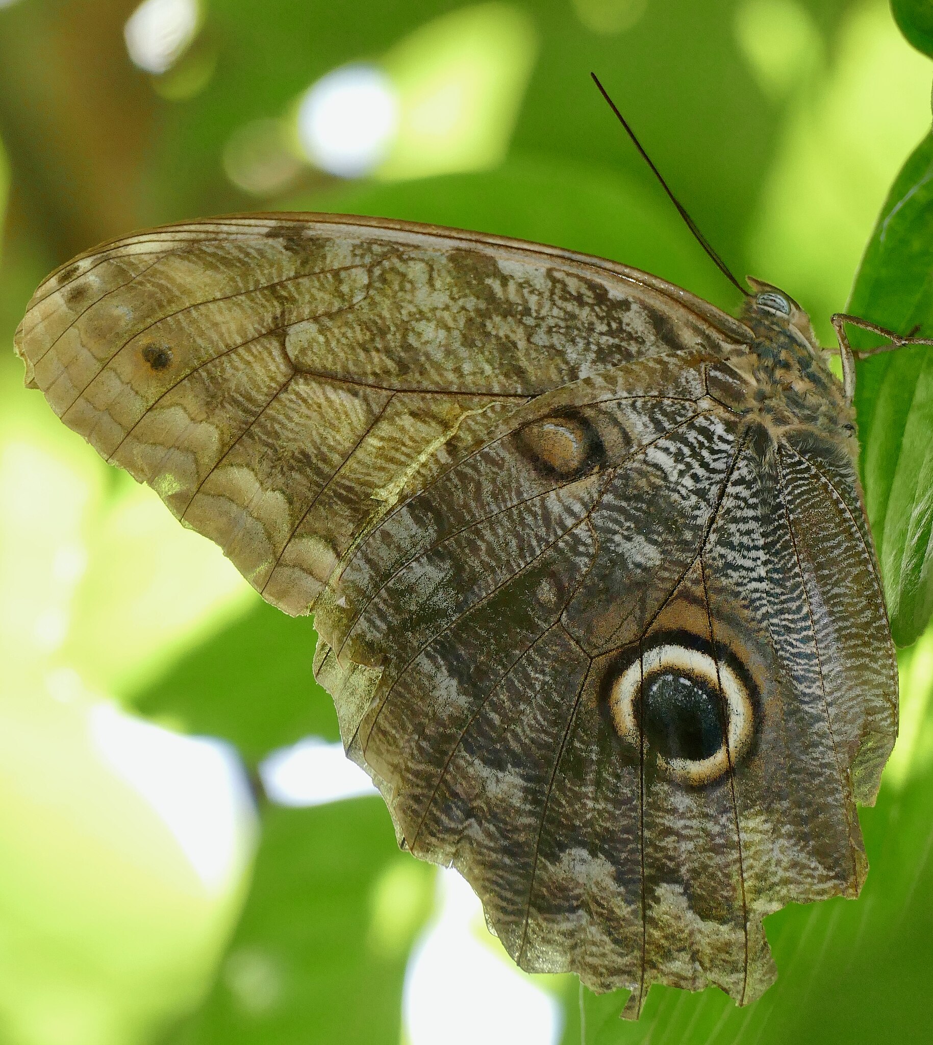 Caligo telamonius - Wikipedia