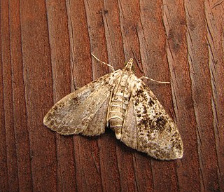 <i>Palpita magniferalis</i> Species of moth