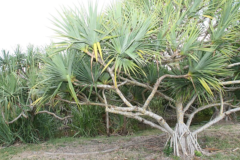 File:Pandanus utilis 26zz.jpg