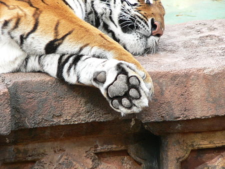 ไฟล์:Panthera tigris10.jpg