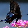 Miniatura para Papilio bianor