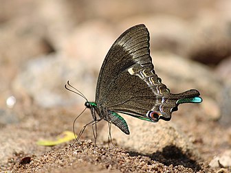 Borboleta da espécie Papilio crino sugando sais minerais da lama em Tâmil Nadu, Índia. (definição 3 557 × 2 668)