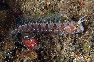 <span class="mw-page-title-main">Tentacled blenny</span> Species of fish