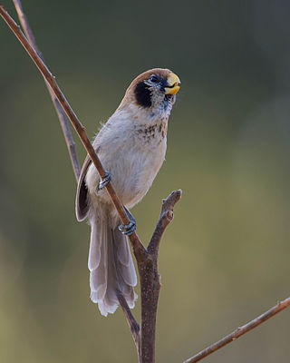 <span class="mw-page-title-main">Spot-breasted parrotbill</span> Species of bird