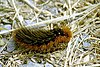 Parasemia.plantaginis.caterpillar.jpg